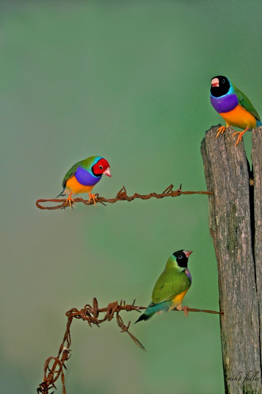 Gouldian Finches, Copyright Mike Fiddler