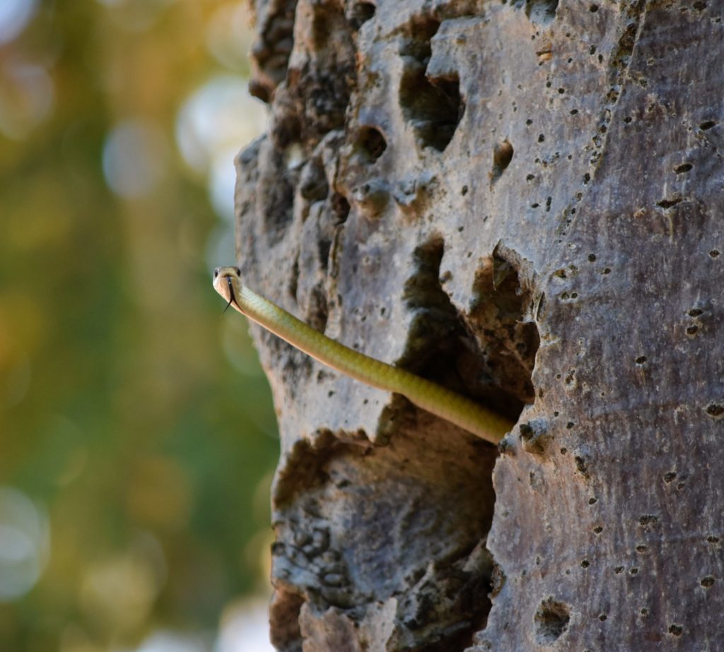 Grren Tree Snake in Boab