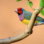 Gouldian Finches in the East Kimberley