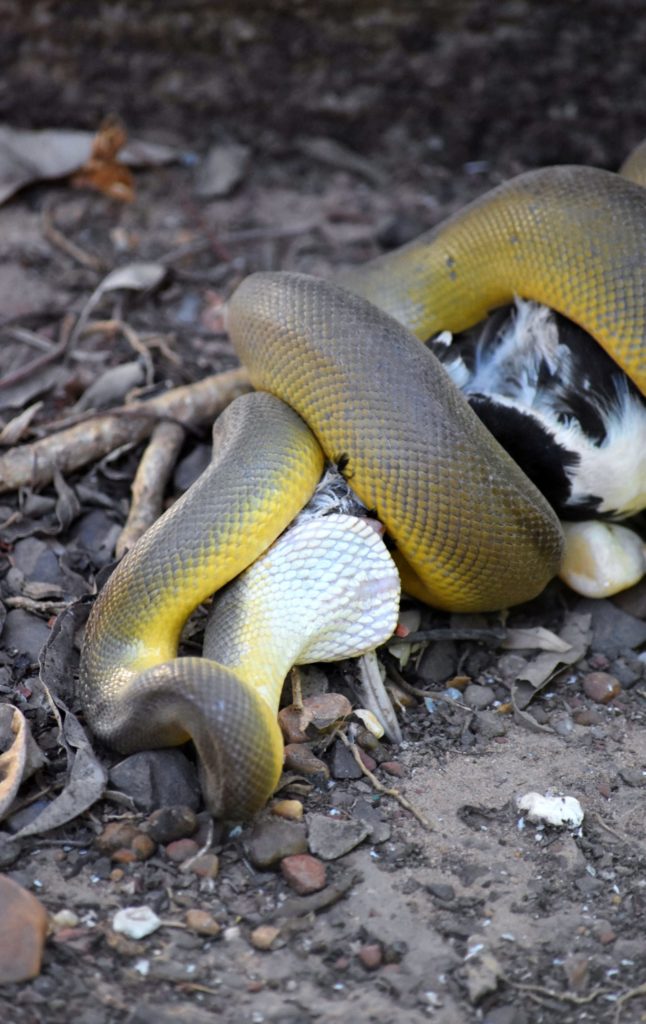 Water Python (Liasis fuscus) also Known as the Yellow-Bellied Python