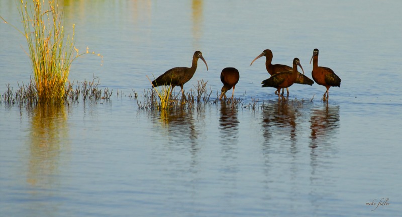 Glossy Ibis Copyright Mike Fiddler
